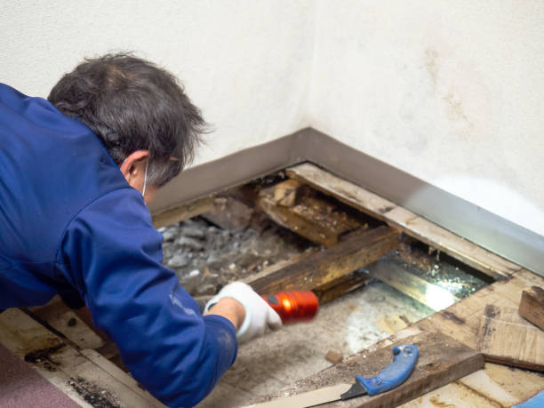 Best Local Mold Removal Service  in Rock Island, IL