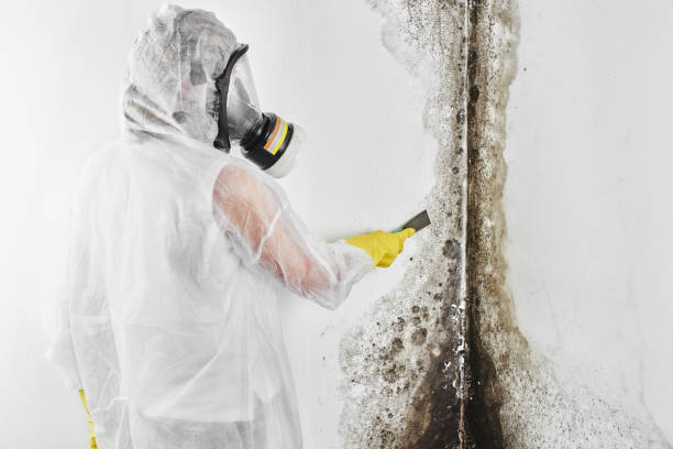 Best Black Mold Removal  in Rock Island, IL