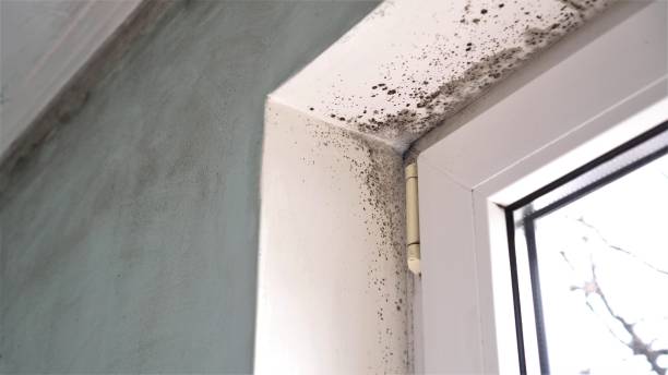 Best Mold Damage Repair  in Rock Island, IL