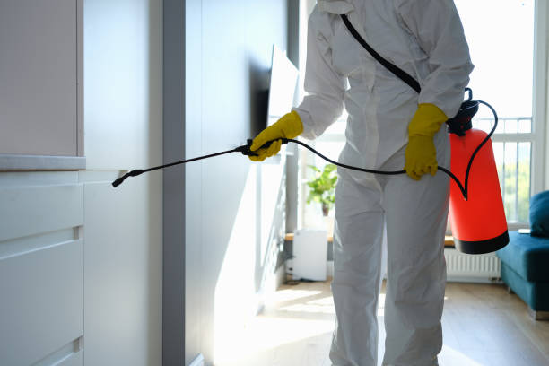 Best Home Mold Removal  in Rock Island, IL