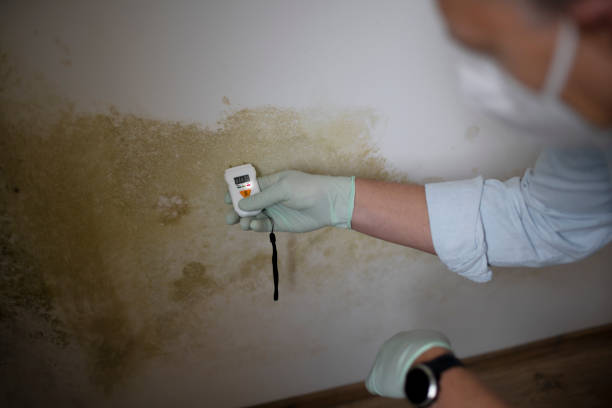 Best Mold Removal Company Near Me  in Rock Island, IL