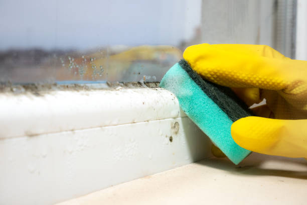 Best Residential Mold Removal  in Rock Island, IL