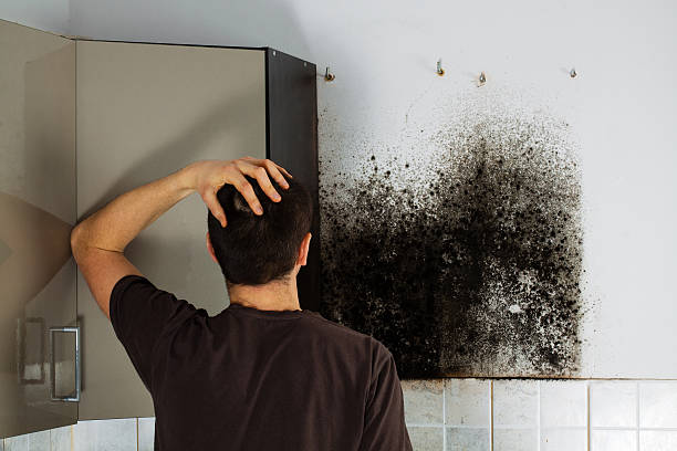 Certified Mold Removal in Rock Island, IL