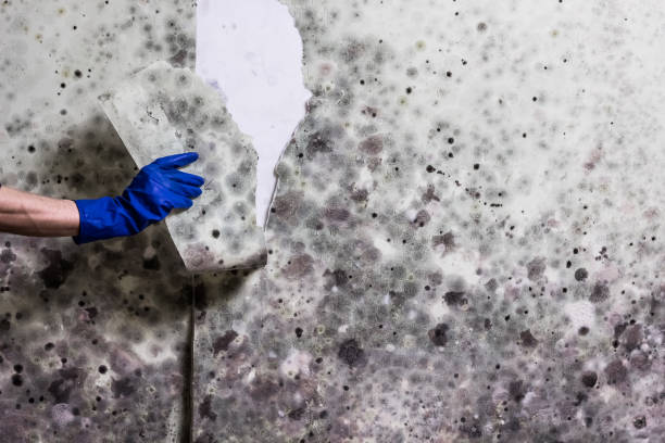 Best Office Mold Removal Services  in Rock Island, IL