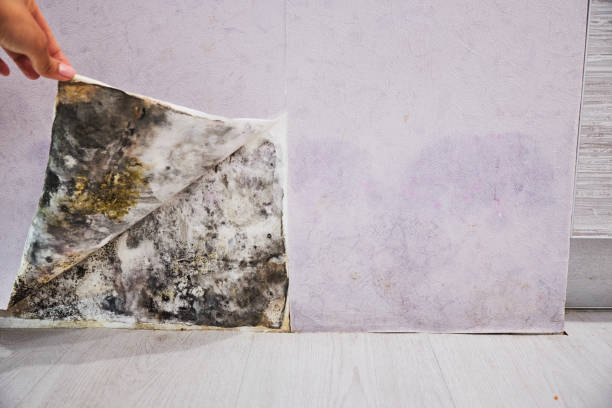 Best Mold Removal Company Near Me  in Rock Island, IL